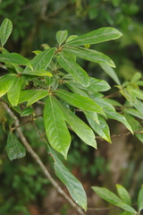 Actinodaphne mushaensis