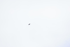 Anhinga melanogaster