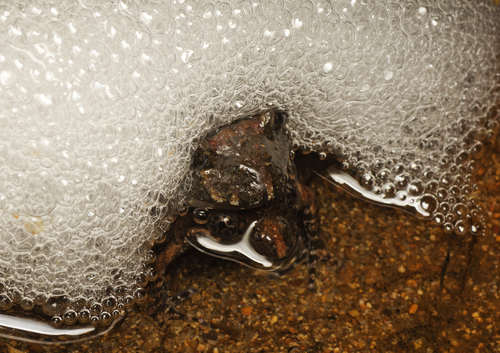 Tusked Frog, Adelotus brevis
