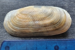 Solecurtus strigilatus