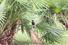 Pycnonotus aurigaster