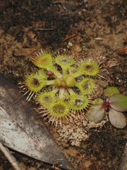 Drosera glanduligera