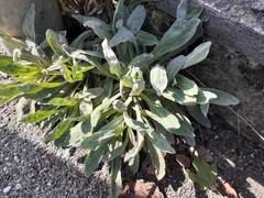 Pseudoturritis turrita