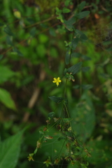 Hypericum taihezanense