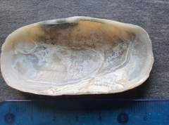 Solecurtus strigilatus