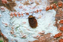 Penthicodes atomaria