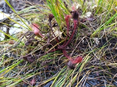 Drosera × obovata