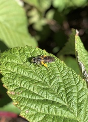 Cnemidandrena