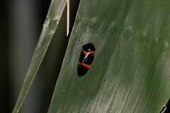 Cosmoscarta egens