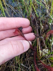 Drosera × obovata