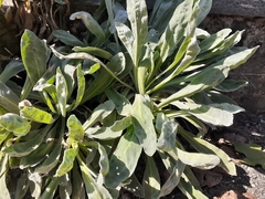 Pseudoturritis turrita