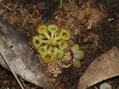 Drosera glanduligera
