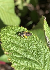 Cnemidandrena