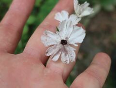 Microbotryum lychnidis-dioicae