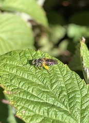 Cnemidandrena