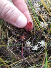 Drosera × obovata