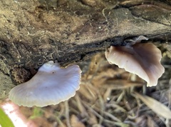 Crepidotus applanatus