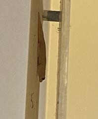 Hemidactylus frenatus