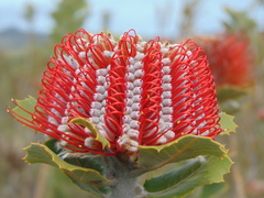 Banksia coccinea