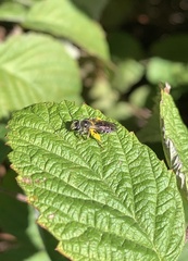Cnemidandrena