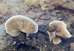 Crepidotus applanatus