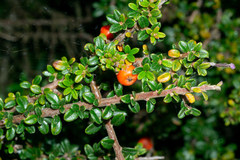 Cotoneaster integrifolius
