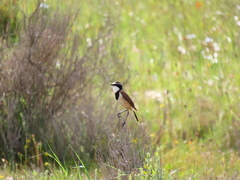 Oenanthe pileata pileata