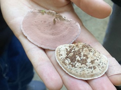 Rhodofomes cajanderi