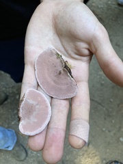 Rhodofomes cajanderi