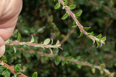 Cotoneaster integrifolius
