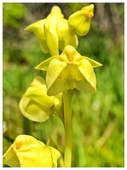 Pterygodium catholicum