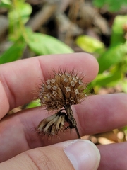 Monarda bradburiana