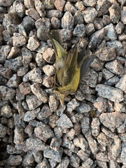 Oporornis agilis