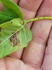 Monarda bradburiana
