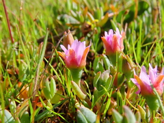 Lampranthus