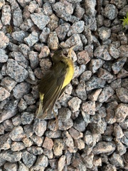 Oporornis agilis