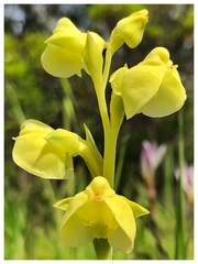 Pterygodium catholicum