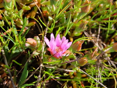 Lampranthus