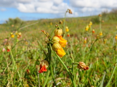 Hermannia multiflora