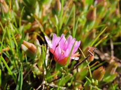 Lampranthus