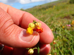 Hermannia multiflora