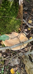 Fomitopsis betulina