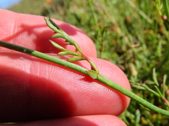 Hermannia multiflora
