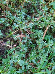 Portulaca oleracea