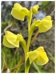 Pterygodium catholicum