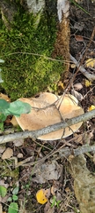 Fomitopsis betulina