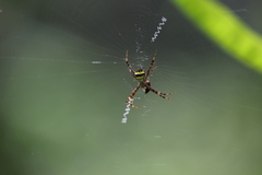 Argiope versicolor