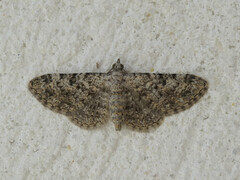 Eupithecia semigraphata