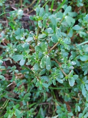 Portulaca oleracea