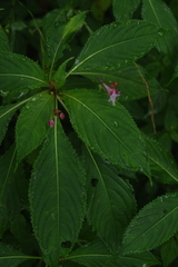Impatiens devolii